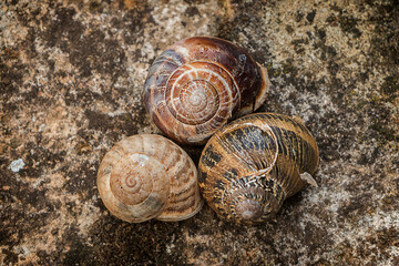 Three snail shells close-up on a rock © tillottama