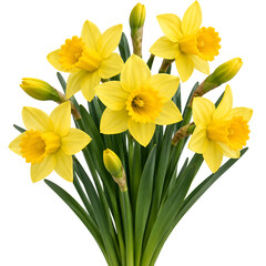 Obraz premium Narcissus / Bakung Kuning (Daffodil)