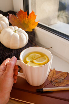 Hot cup of tea with lemon in white cup in woman hand with the background of cozy autumn decorations by the window. Warm sweaters, white pumpkins and maple leaves, making home cozy during fall season
