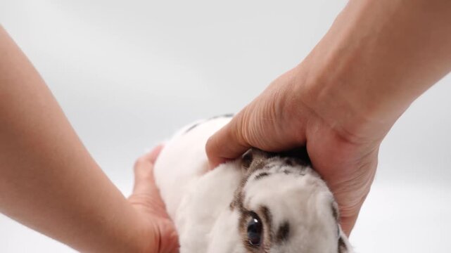 A person holds a small, fluffy white and brown spot mini rex rabbit against a white background
