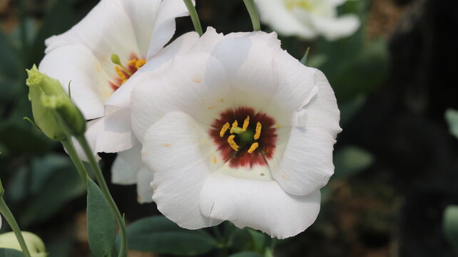 White Lisianthus Flower Close-Up | Elegant Garden Bloom in 4K Ultra HD