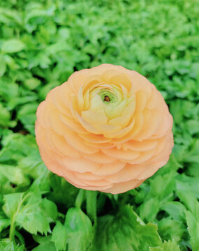 Ranuncolo arancione in fiore, primo piano