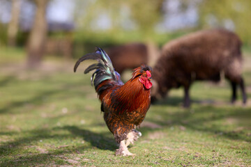 A colorful rooster walks proudly across a green grassy field on a farm, with brown sheep grazing softly in the blurred background. © erwin
