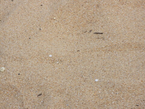 The sand reveals its tiny treasures: shell fragments, pebbles, and organic particles shaped by waves and wind. Every grain carries a story, forming a delicate landscape often overlooked. 