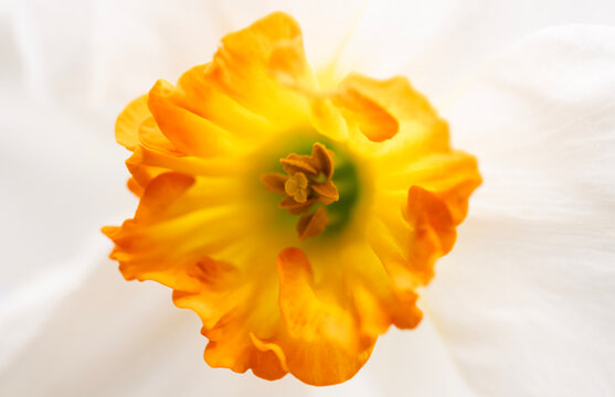 An extreme macro close-up focusing on the vibrant orange and yellow frilled cup center of a white daffodil flower, highlighting fine details of the stamen and soft petals in high-key lighting.