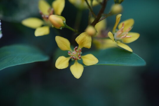 Golden Thryallis Flowers in Lush Green Garden Close-up