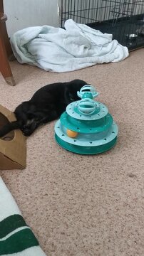 Cat plays with toy tower in living room