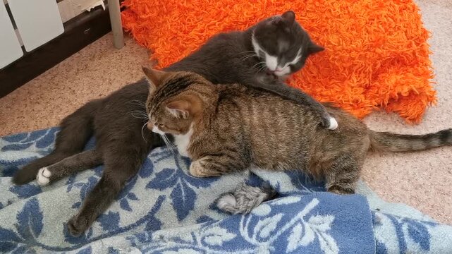 Cats relax together on a blanket in a cozy indoor space during a warm afternoon