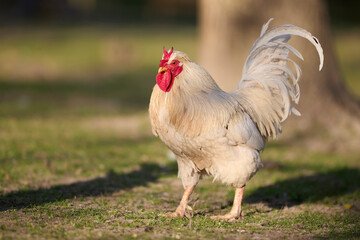 A proud white rooster stands in a sunlit grassy field. The cockerel features a bright red comb, wattle, and impressive curved tail feathers in a rural farm environment. © erwin