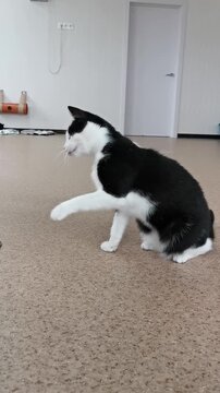 Cat plays with a toy in a spacious room with a simple floor and minimal furniture