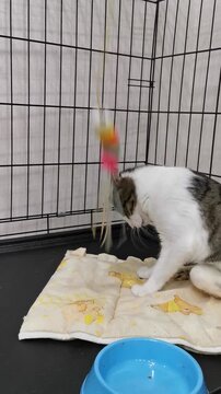 Cat plays with colorful toy in a cage at an animal shelter