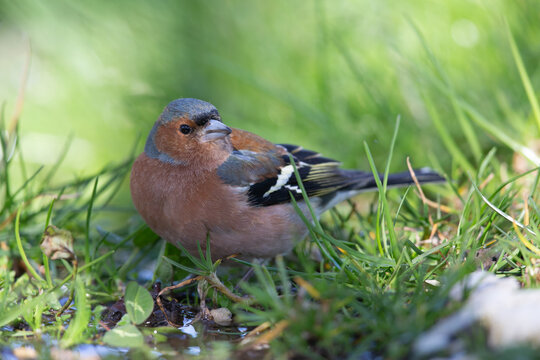 Male Common Chaffinch (Fringilla coelebs) Foraging in Low Grass - Abruzzo, Italy