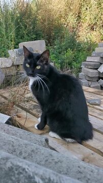 Black and white cat explores a pile of wooden planks in a garden during daylight