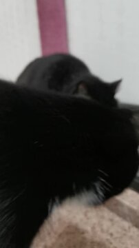 Black cat explores a room while another cat is in focus, creating a moment of curiosity