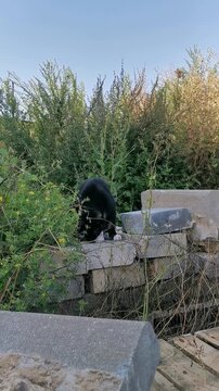 Cat explores a stack of bricks among bushes in a garden during the daytime