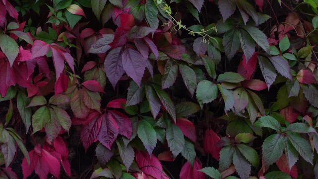 Beautiful red, purple, and green autumn virginia creeper leaves swaying gently in the breeze