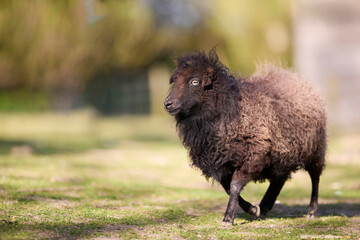 A small dark brown ouessant sheep with thick, fluffy wool walks across a sunny grassy field outdoors on a farm. © erwin