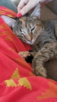 Cat resting on a lap while being petted at home during the day