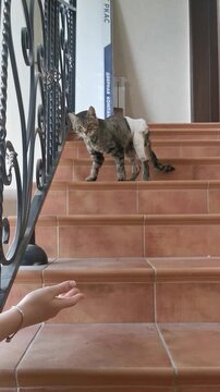 Cat walks up stairs wearing a bandage while exploring the house