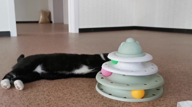 Cat plays with toy in indoor space