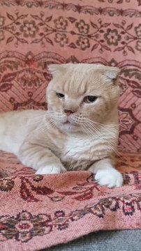 Cute cat resting on a colorful blanket in a cozy room during the afternoon