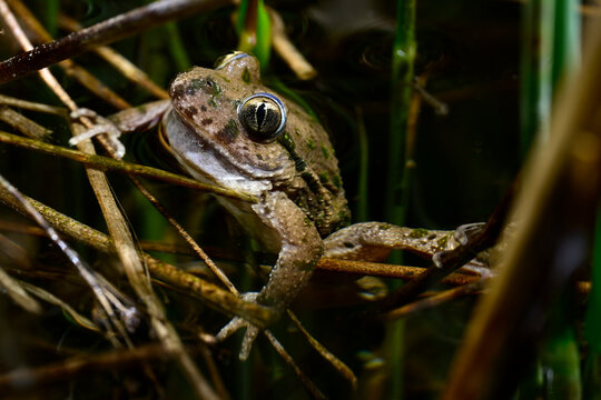 Spanischer Schlammtaucher // Hesperides' parsley frog (Pelodytes hespericus) - Valencia, Spanien