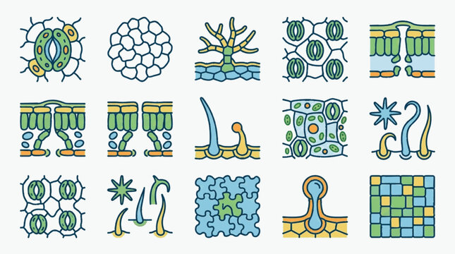 Scientific illustration set of plant cell structures including stomata with guard cells, leaf epidermis, trichomes, and cross-sections of botanical tissues in a vector icon format.