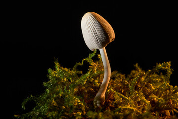 Obraz premium Young clustered inkcap mushroom with a deeply striated gray cap on moss