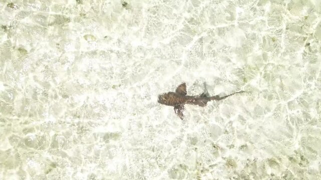 Aerial view of a shark in the Los Roques archipelago, Venezuela.