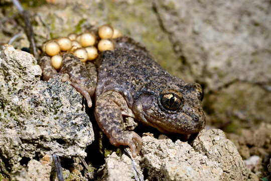 Nordostiberische Geburtshelferkr&ouml;te // North-East Iberian Midwife toad (Alytes almogavarii) (Synonym: Alytes obstetricans almogavarii) - Katalonien, Spanien