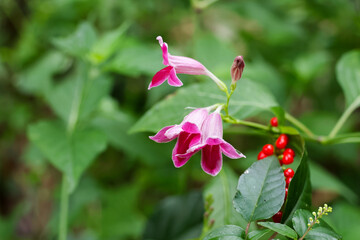 Pink fuchsia flower and red berry in green woodland foliage create colorful botanical scene with delicate petals and natural depth © CoreRock