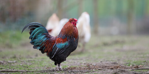 A vibrant rooster stands proudly on a farm, showcasing its striking iridescent feathers. Two blurry hens are in the background, completing this rustic farm scene. © erwin
