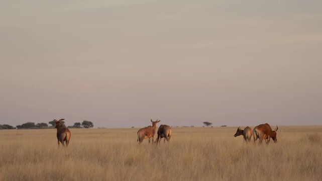 Common tsessebe, or sassaby (Damaliscus lunatus lunatus), in natural Kalahari-Nama Karoo transition habitat near Kimberley, Northern Cape, South Africa, showcasing African wildlife.
