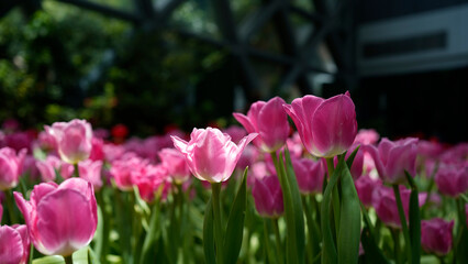 Obraz premium Beautiful pink tulip flowers blooming in the garden during spring season.
