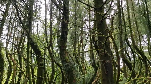 Bent, curved and crooked moss-covered trees in Llyn Llech Owain Country Park Carmarthenshire South Wales creating a surreal enchanted arching woodland scene, travel video footage clip