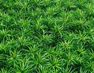 Fototapeta premium Full frame of vibrant tropical plant leaves creating rich green foliage texture, natural botanical background for ecology, sustainability, landscaping, wellness branding and creative design projects.