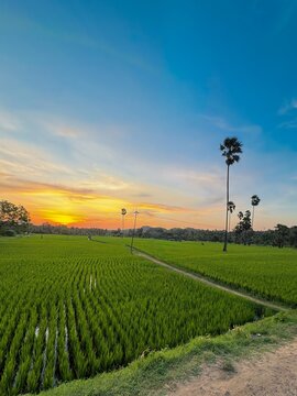 Vibrant green paddy fields with palm trees at colorful sunset