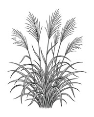 Obraz premium Botanical ink illustration of ornamental grass, black and white hand drawn plant