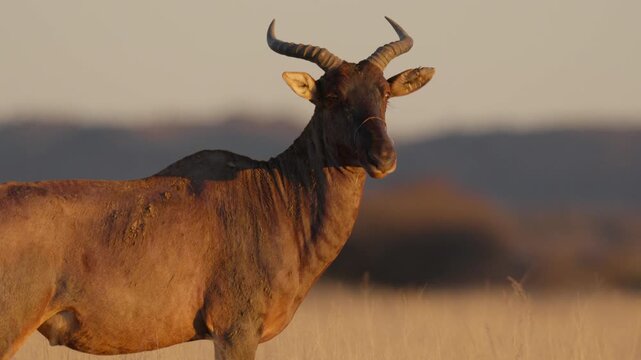 Common tsessebe, or sassaby (Damaliscus lunatus lunatus), in natural Kalahari-Nama Karoo transition habitat near Kimberley, Northern Cape, South Africa, showcasing African wildlife.