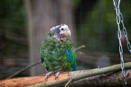 Cuban Amazon Parrot with Feather Loss on Head and Neck
