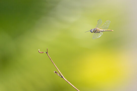 Dragonfly flying over a branch in nature