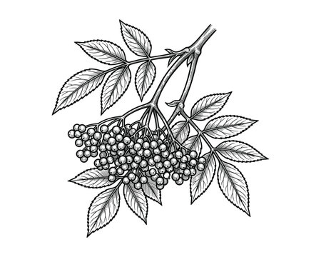 Elderberry botanical illustration, black white plant branch with berries and leaves