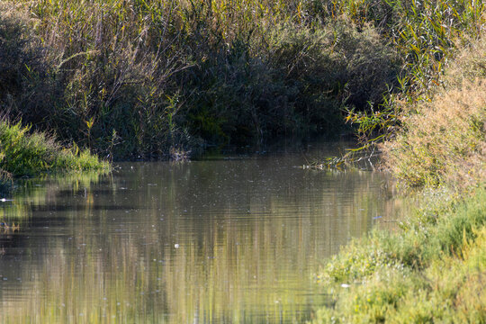 Tagus river water flowing through lush vegetation