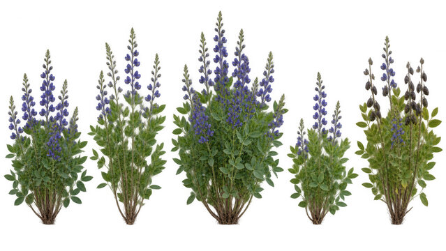 Set of wild blue false indigo baptisia flowers isolated on transparent background