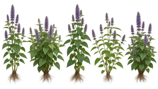 Anise hyssop plants with purple flowers and root system isolated on transparent background