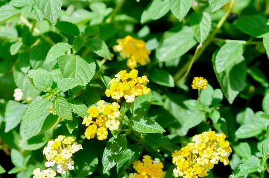 Lantana camara L, Cloth of gold or Hedge flower or Lantana or Weeping lantana or White sage or VERBENACEAE or yellow flower