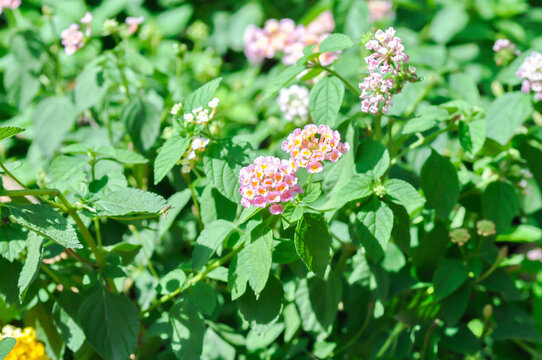 Lantana camara L, Cloth of gold or Hedge flower or Lantana or Weeping lantana or White sage or VERBENACEAE or pink flower