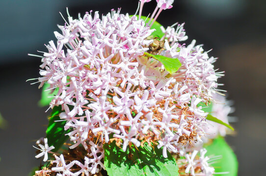 Chinese Glory Bower, Clerodendrum bungei Steud or Glory Bower or Lamiaceae or Rose clerodendrum or verbenaceae or pink flower
