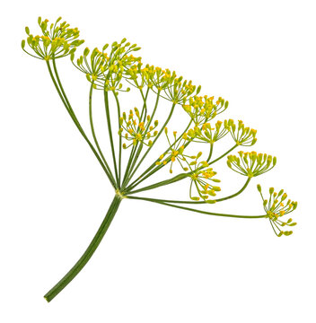 Falling dill flower and stalk isolated on white background, full depth of field
