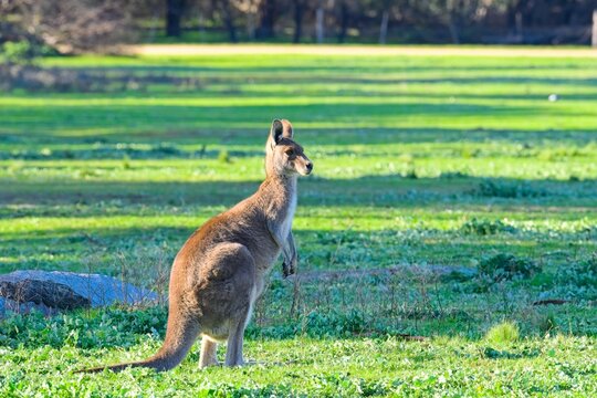 Watchful eastern grey kangaroos in the late afternoon sunlight, Woodlands Historic park, Victoria Australia
